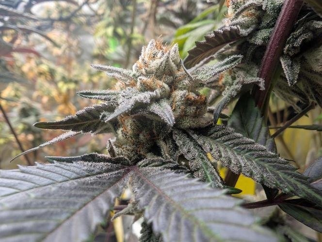 Farmbros clones. Week 10 - Gelonade