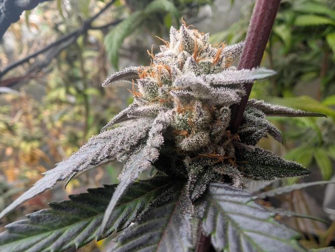 Farmbros clones. Week 10 - Gelonade