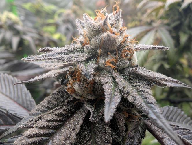Farmbros clones. Week 10 - Gelonade