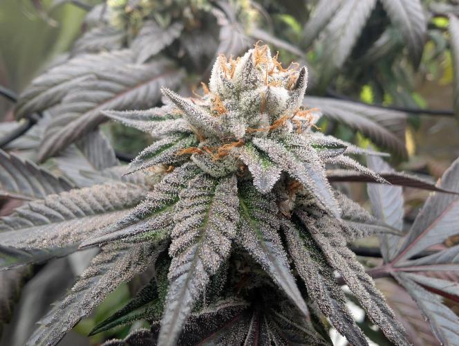 Farmbros clones. Week 10 - Gelonade