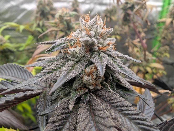 Farmbros clones. Week 10 - Gelonade