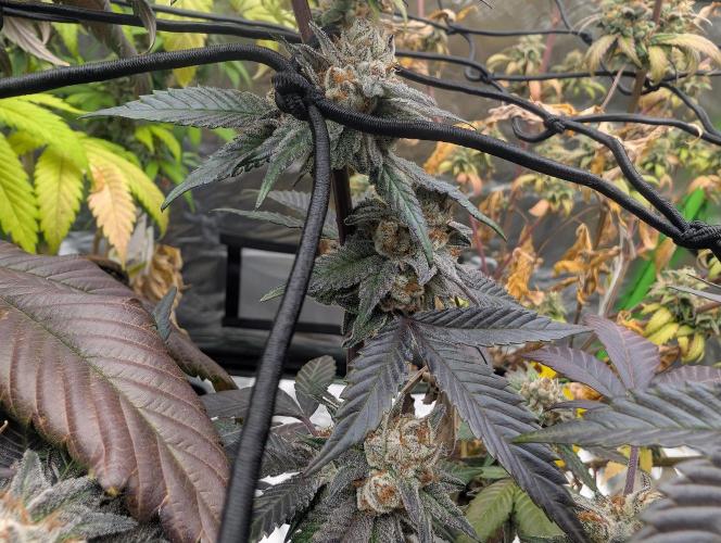 Farmbros clones. Week 10 - Gelonade