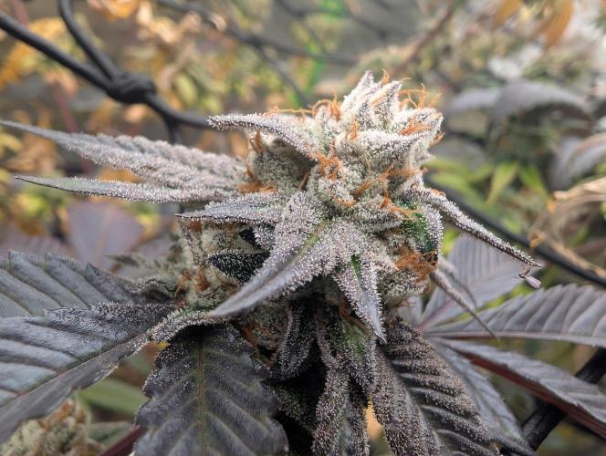 Farmbros clones. Week 10 - Gelonade