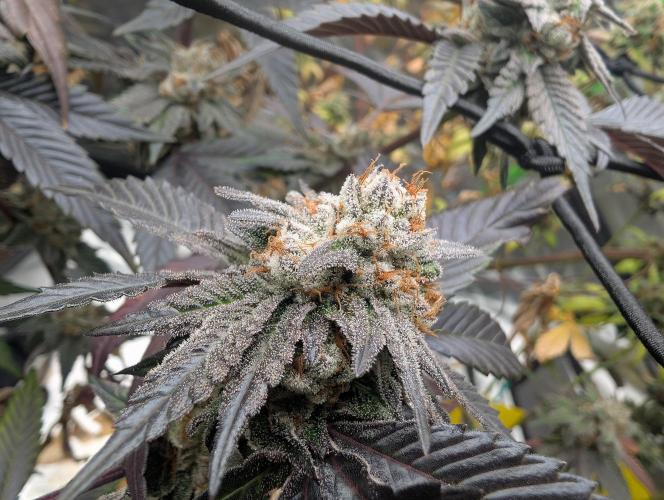 Farmbros clones. Week 10 - Gelonade