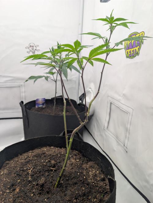 Farmbros clones. Week 1 - Gelonade
