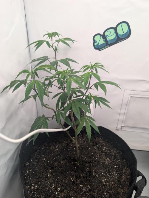 Farmbros clones. Week 1 - Gelonade