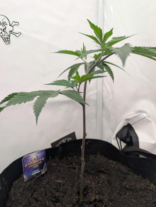 Farmbros clones. Week 1 - DI8