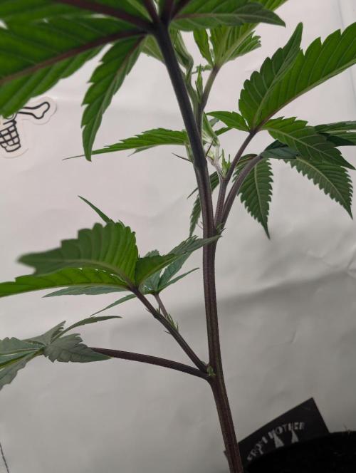 Farmbros clones. Week 1 - DI8