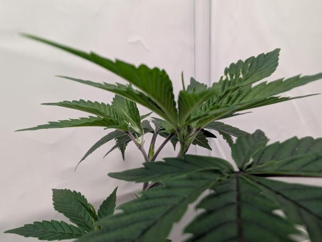 Farmbros clones. Week 1 - DI8