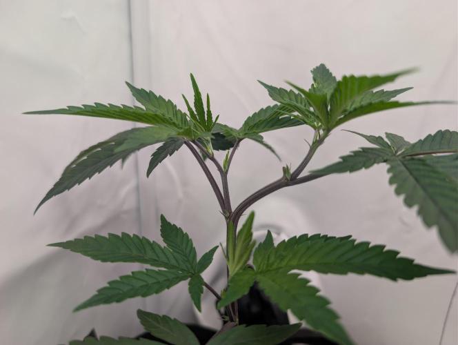 Farmbros clones. Week 1 - DI8