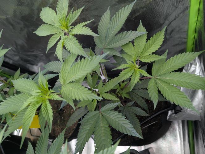 Farmbros clones. Week 3 - DI8