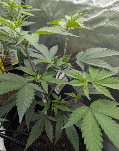 Farmbros clones. Week 3 - DI8