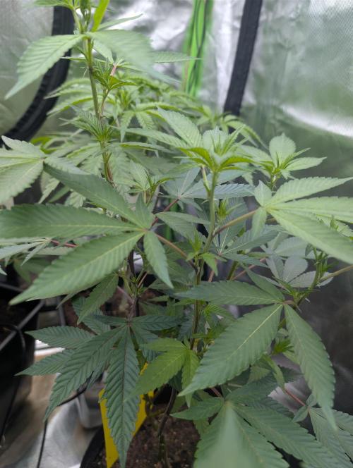 Farmbros clones. Week 3 - Gelonade