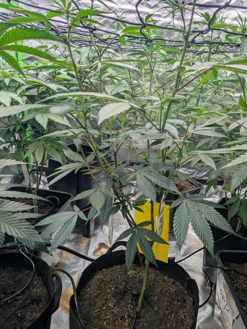 Farmbros clones. Week 4 - Gelonade