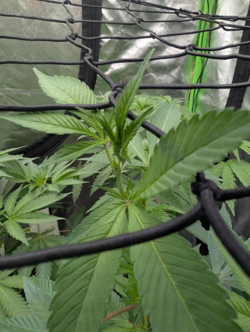 Farmbros clones. Week 3 - Gelonade