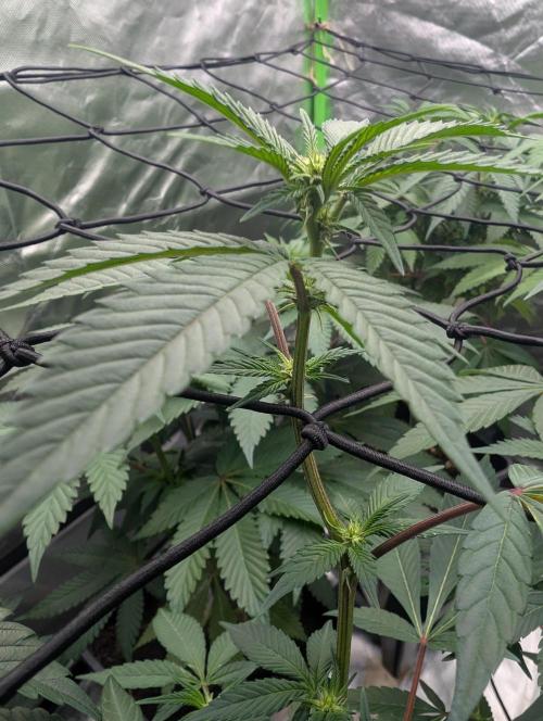 Farmbros clones. Week 4 - Gelonade