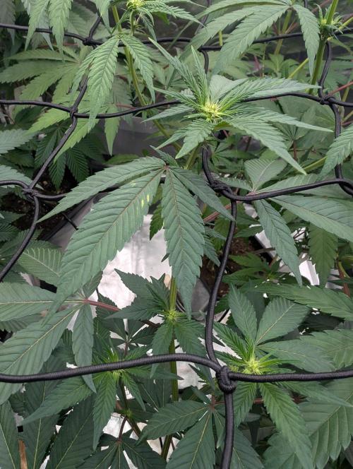 Farmbros clones. Week 4 - Gelonade