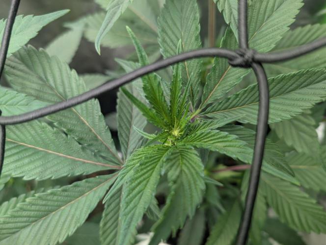 Farmbros clones. Week 4 - DI8