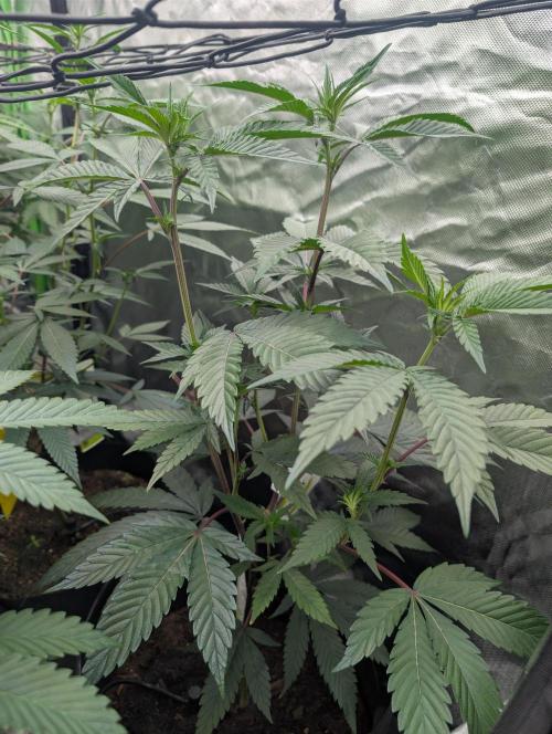 Farmbros clones. Week 4 - DI8