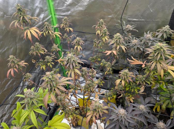 Big Blackberry. Week 18