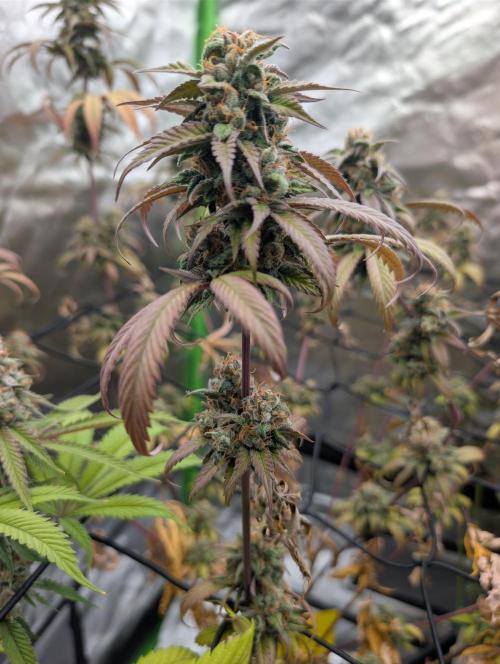Big Blackberry. Week 18