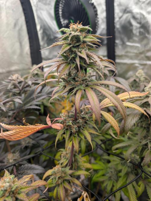Big Blackberry. Week 18