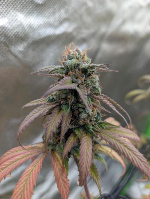Big Blackberry. Week 18