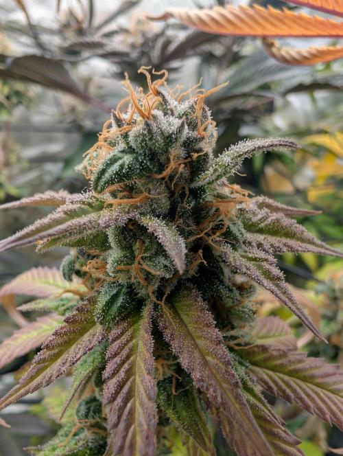 Big Blackberry. Week 18