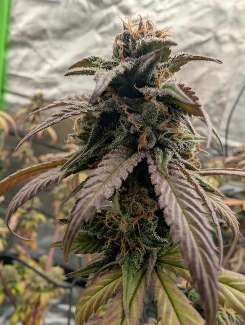Big Blackberry. Week 18