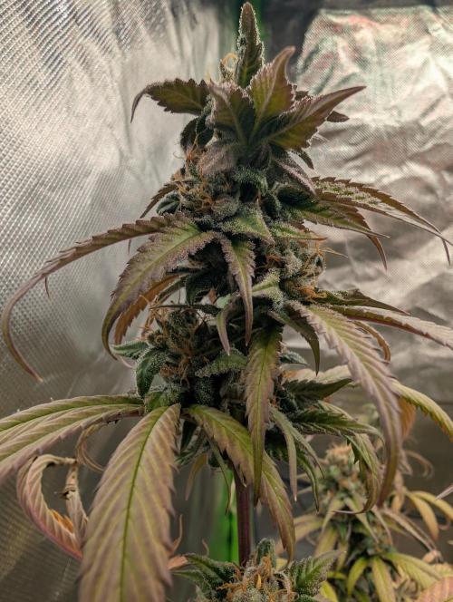 Big Blackberry. Week 18