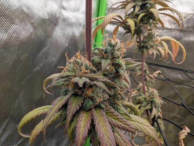 Big Blackberry. Week 18