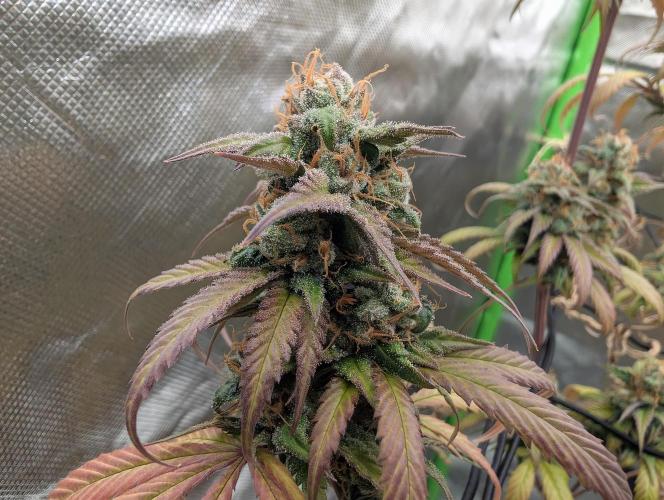 Big Blackberry. Week 18