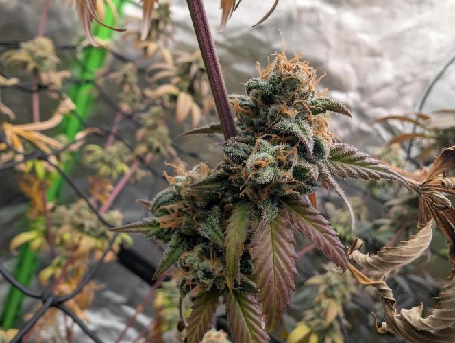 Big Blackberry. Week 18