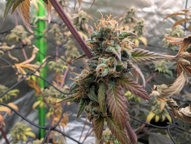 Big Blackberry. Week 18