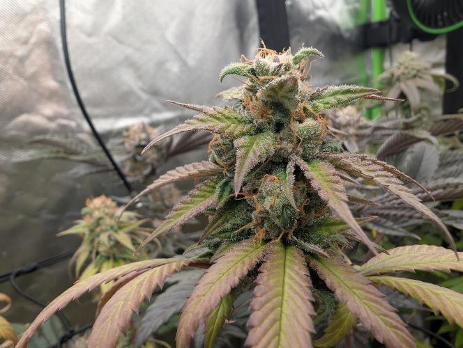 Big Blackberry. Week 18