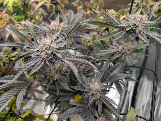 double cherry. Week 18
