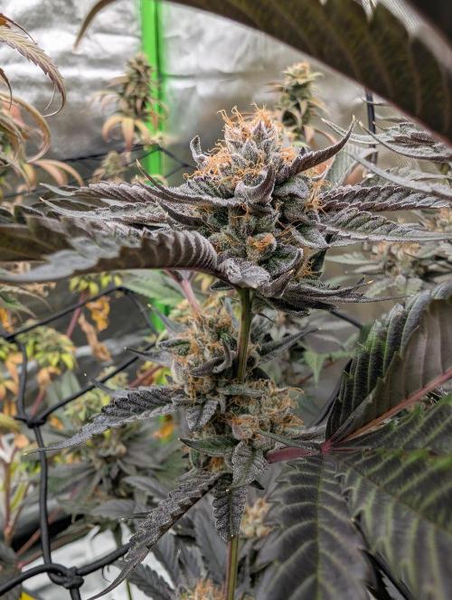 double cherry. Week 18