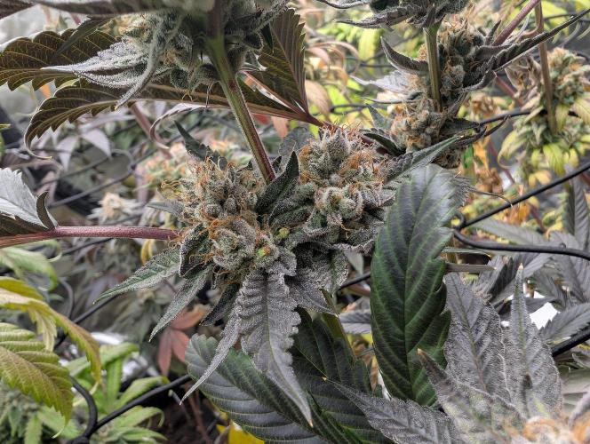 double cherry. Week 18