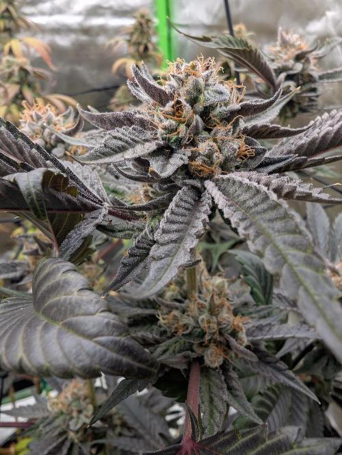 double cherry. Week 18
