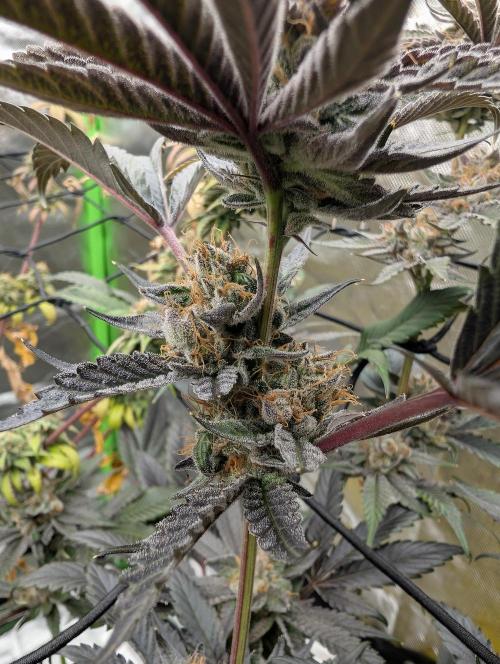 double cherry. Week 18
