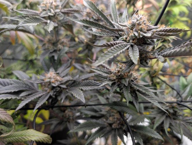 double cherry. Week 18
