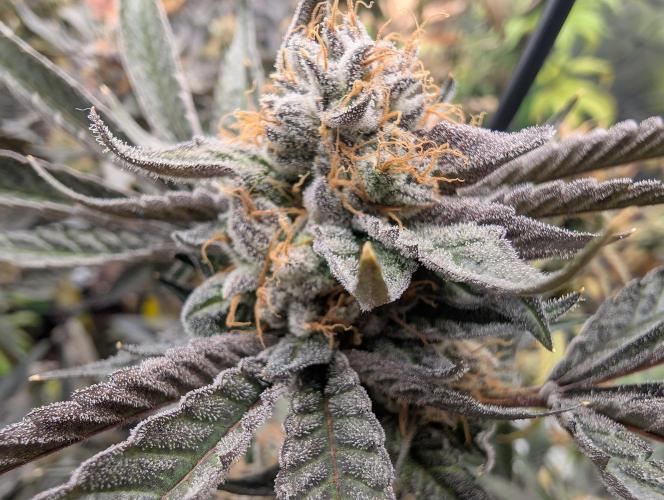 double cherry. Week 18