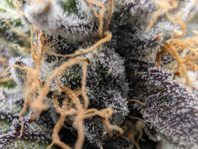 double cherry. Week 18