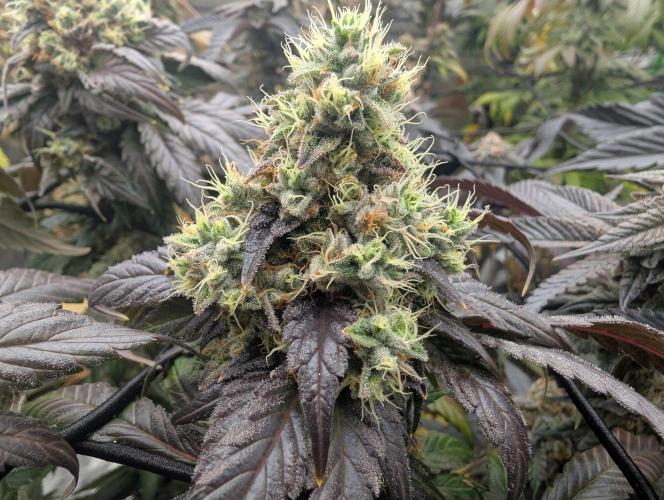 B B B. Week 18