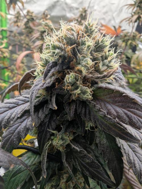 B B B. Week 18