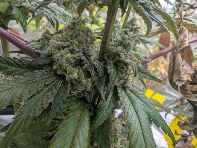 B B B. Week 18