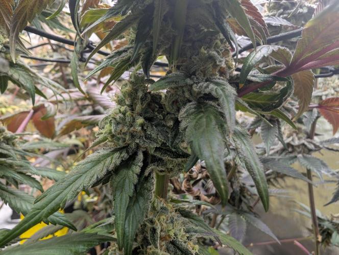 B B B. Week 18