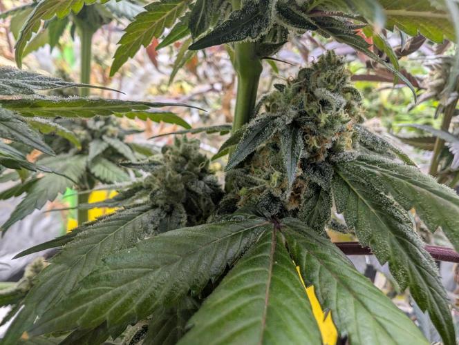 B B B. Week 18