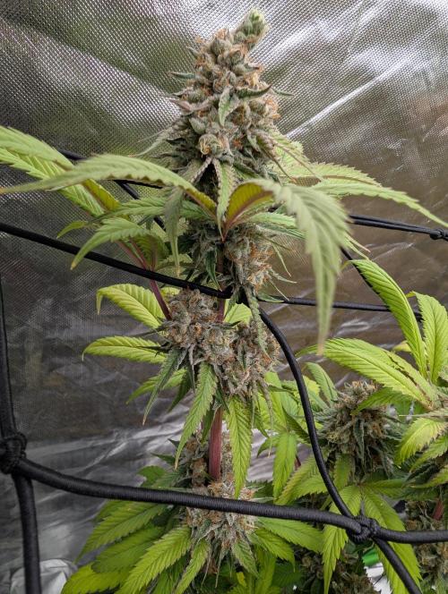 raisin. Week 18