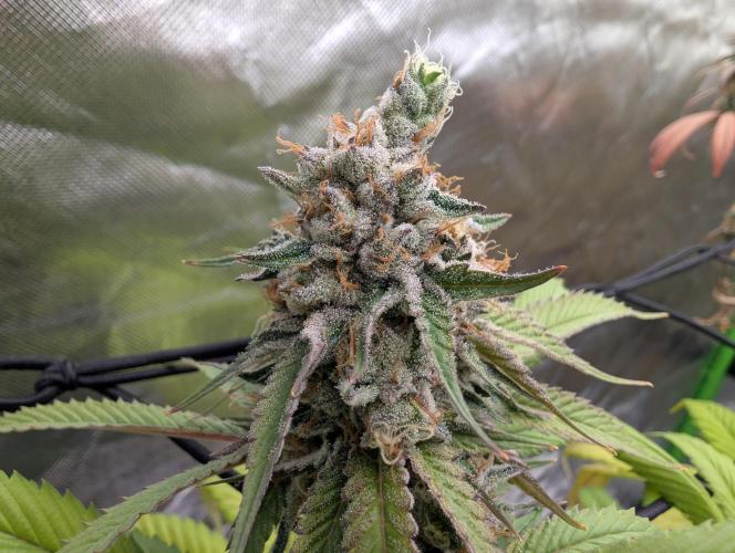 raisin. Week 18